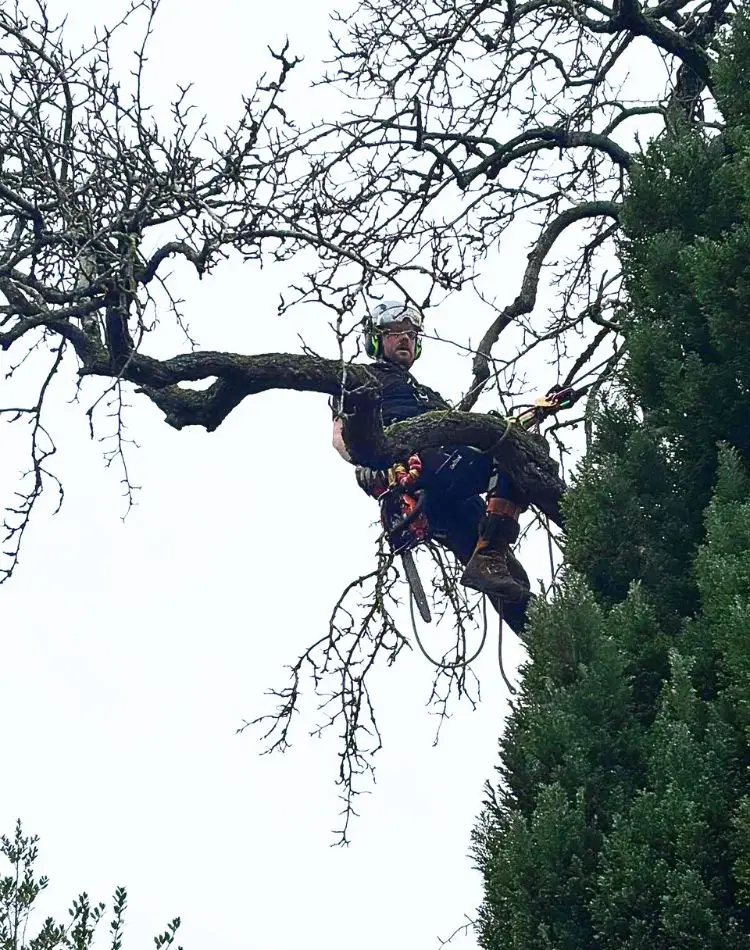 Crown work , tree removal