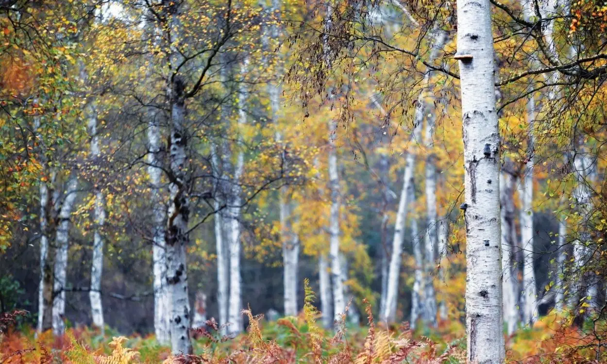 Slider Images Fenline01