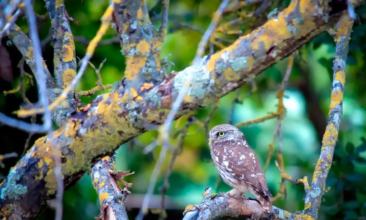 Slider Images Fenline033