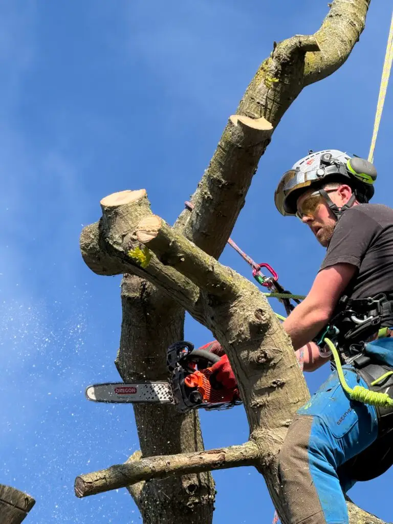 Tree Surgery | Ramsey | Oak Tree